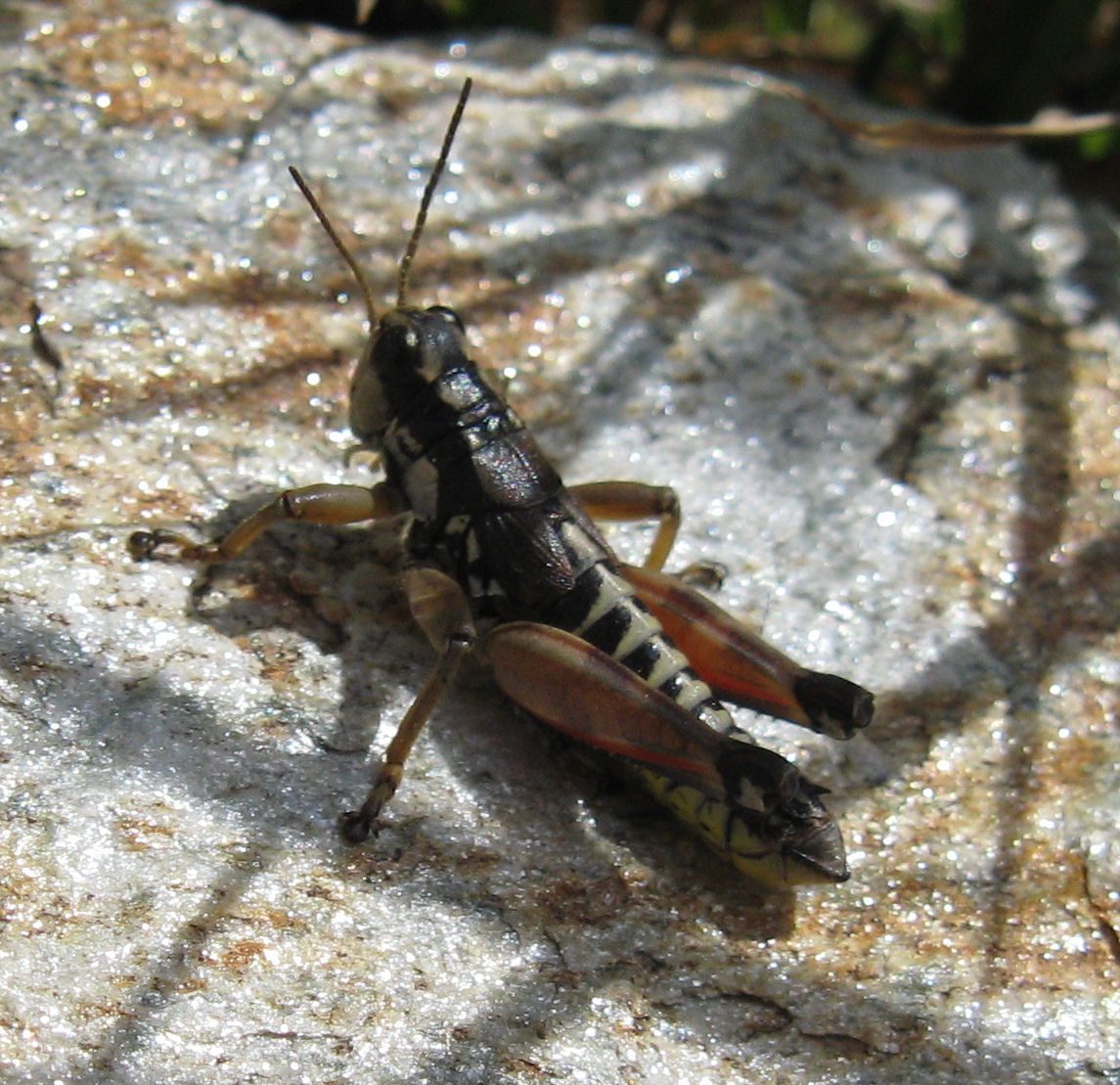 Piccolo ortottero della Valmalenco